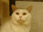 Prachtvoller weißer BKH Kater