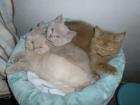 3 süße BKH Kitten 1 Kater 2 Katzen Mädchen