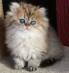 Perserbabys chinchilla silver und golden