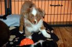Bezaubernde Mini Australian Shepherd Welpen suchen noch ihre Dosenöffner