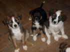 3 süsse Border Collie Mix Welpen 8 Wochen alt