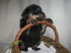 Beauceron Welpen zu verkaufen geb. 11. 12. 2022 Eltern mit Papier