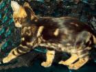 Bengal Zuchtmädchen marbled