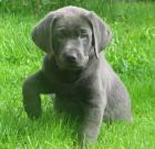 Labrador Retriever Welpen Silber