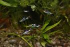 Endler Guppy s Red Fire Garnelen Wasserpflanzen.