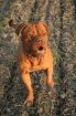 Bordeauxdogge Decktermine frei