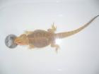 Dringend Orange het Translucent Bartagamen Bock