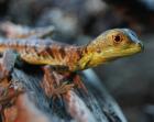 Stirnlappenbasilisken - Basiliscus plumifrons NZ 2022