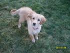 Nicki 4 5 Monate Golden Retriever-Mix