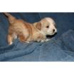 Bildschöne Tibet Terrier Welpen