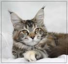 Wunderschöne bunte Maine Coon Kätzchen