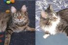 Maine Coon Geschwisterpaar M/W umständehalber abzugeben