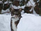 Katze in Kiel zu verschenken