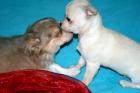 Familien taugliche Chihuahua Welpen