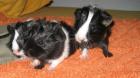 Meerschweinbabys abzugeben