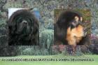 Tibet-Dogge-Welpen vom Züchter Dewi Mahakala 2022/2011