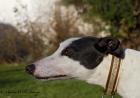 Nutmeg Greyhound w. geb. 2022