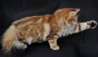 Sibirische Katzenabys golden and black tabby
