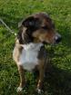 Balou Appenzeller-Mix Rüde 5 Jahre kastriert