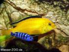 Labidochromis Caeruleus Yellow lions-cove Malawi Barsch