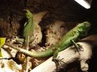 2 Leguane Terrarium und Zubehör