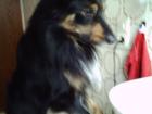 Sammy 3 Jahr alt leider aus prviaten Gründen abzugeben