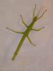Diapherodes gigantea