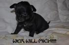 Chihuahua Welpen Kurz- und Langhaar mit Ahentafel