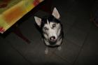 Sibirian Husky