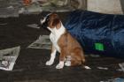 Boxerwelpe mit Papiere