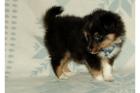 Sehr schöne Shetland Sheepdog Welpen