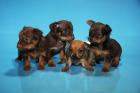 Russische Toy Terrier Welpen