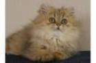 Perser Deckkater in Golden Shaded gesucht