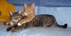 Katze und Kater abzugeben - suchen dringend aus gesundheitlichen Gründen neue Z