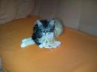 Maine Coon Pärchen