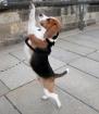 Adliger Beagle-Rüde sucht Freundin für gemeinsame Stunden