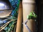 Großer Taggecko Phelsuma mad. grandis high red Nz 08/ 2022