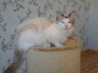 NEVA MASQUARADE KATER