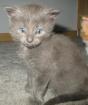 Echte Maine Coons o. P tolle Farben u. a blau/blau-weiß creme etc POLY