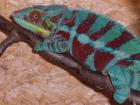 Furcifer pardalis Ambanja DNZ 01 2011