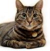 Tiernahrung einmal anders