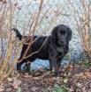Labrador Retriever Welpen aus Familienucht HD und ED frei