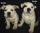 Old Englische Bulldogge Welpen
