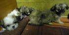 Shi-Tzu yorky mix edel babys