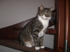 2 5 Jährigen Hauskater abzugeben
