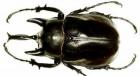 Nashornkäfer Megasoma actaeon Nur 6 sück abzugenben L1-L2 Preis stück 19 90Euro