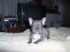 Süsse Französisch-Bulldog-Welpen in blue