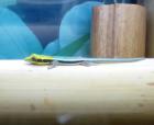 Phelsuma klemmeri
