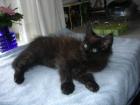 Maine Coon Kitten