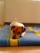 Jack Russel Deckrüde